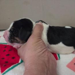 Yukon - Black white and brown male Basset Hound puppy in Denison, Texas from Emma Lou's Baby Bassets