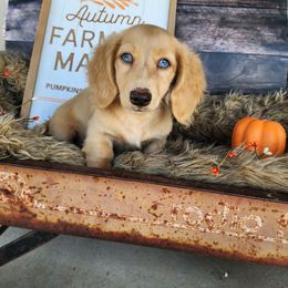 Sky - Cream male Dachshund puppy in Smallett, Missouri from Doxie Holler