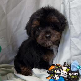 Mars - Black and tan male Yorkipoo puppy in Lebanon, Kentucky from Mosaic Merle Doodles