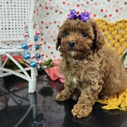 Poppy - Red  female Poodle puppy in Brighton, Missouri from Martin's Heart Poodles