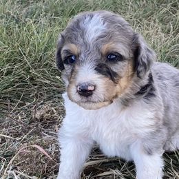 Boy 2 - Aussiedoodle puppy in Clyde, Texas from W7 Doodles