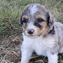 Boy 2 - Aussiedoodle puppy in Clyde, Texas from W7 Doodles