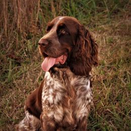 Patience - English Springer Spaniel