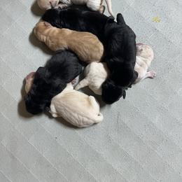 Yellow Male 1 - Yellow male Labrador Retriever puppy in Baytown, Texas from Dirty Bay Labradors