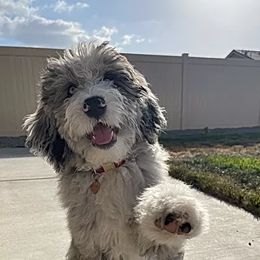 Aussiedoodles and Double Doodles from Amazing Aussiedoodle and Double Doodles