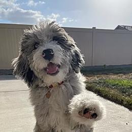 Aussiedoodles and Double Doodles from Amazing Aussiedoodle and Double Doodles