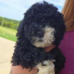 Betsy - Black and white female Aussiedoodle puppy in Galena, Illinois from Perry's doodles