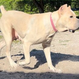 Winter CGC - Cane Corso
