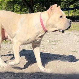 Winter CGC - Cane Corso