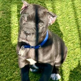 Blue - Black male Cane Corso puppy in Mc Ewen, Tennessee from Worldwide Kennels
