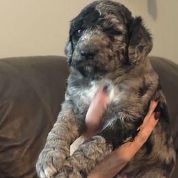 Jack - Merle male Goldendoodle puppy in Lexington, North Carolina from Southern Grace Acres