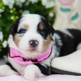 Sierra - Blue merle female Miniature Australian Shepherd puppy in Chesapeake, Virginia from Beaver Dam Mini Aussies