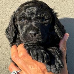 Theodore - Blue male Poodle puppy in Tampa, Florida from Enjoy Life Poodles