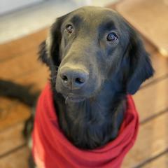 BeBee - Flat-Coated Retriever