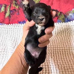 Tinkerbell 4 pound - Black & white female Maltipoo puppy in Lawrenceburg, Tennessee from LUV Poodles and Maltipoos