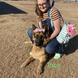 German Shepherd Puppies from Latti’s German Shepherds