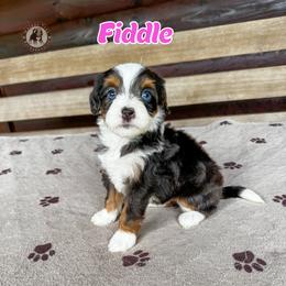 Fiddle - Brown and white female Bernedoodle puppy in Banner Elk, North Carolina from Walnut Tree Bernedoodles