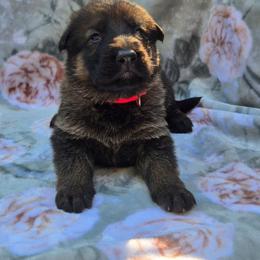 Sable female FAYE - Sable female German Shepherd puppy in Buckfield, Maine from Levesques German Shepherds