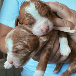 Bernedoodle, Boxer, Goldendoodle, Havapoo, and Poodle Puppies from Lady Paws Puppies