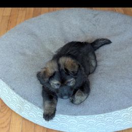 German Shepherd and Siberian Husky Puppies from Sstar