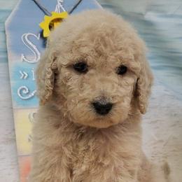 Labradoodle Puppies from Lovey Labradoodles