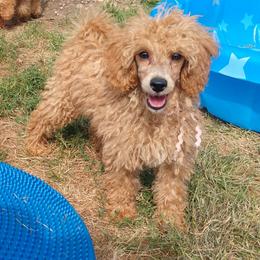 Girl 2 - female Poodle puppy in Westminster, Massachusetts from APAW Poodles