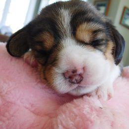 Beagle Puppies from Alpenglow Beagles