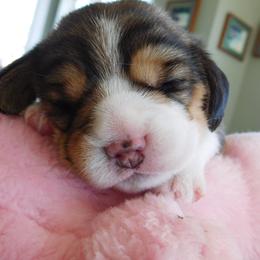 Beagle Puppies from Alpenglow Beagles