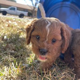 Cavapoo and Shihpoo Puppies from Haus of Doodles