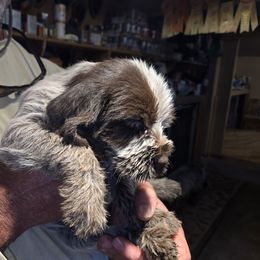 Girl 4 - female Wirehaired Pointing Griffon puppy in Flagstaff, Arizona from Agassiz Wirehaired Pointing Griffons