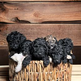 Bernedoodles, Goldendoodles, and Poodles from ScoobyScoobz Doodles