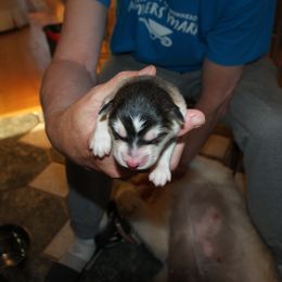 Poffer - Alaskan Malamute puppy in Cokato, Minnesota from WinterStarz Alaskan Malamutes