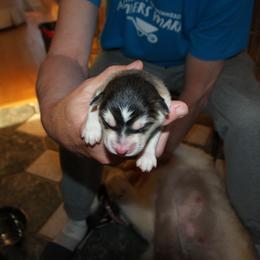 Poffer - Alaskan Malamute puppy in Cokato, Minnesota from WinterStarz Alaskan Malamutes