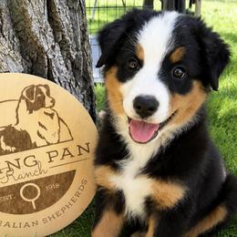 Sidney- Black Tri - Black tri-color female Australian Shepherd puppy in Hugo, Colorado from Frying Pan Ranch Australian Shepherds