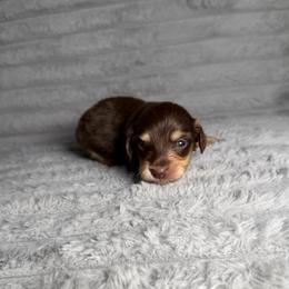 Hazel - Chocolate and cream female Dachshund puppy in New Albany, Mississippi from Double A. Doxies