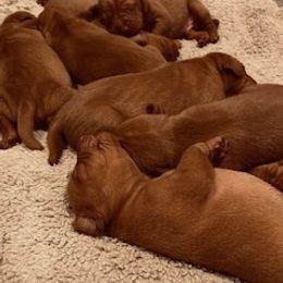 Vizsla Puppies from Mill Pond Farm Vizslas