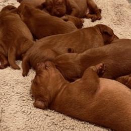 Vizsla Puppies from Mill Pond Farm Vizslas
