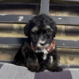 Rolo 1500 Valentines Special - Black and white male Sheepadoodle puppy in Cartersville, Georgia from Simply Blessed Doodles