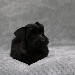 Poppy - Black female Miniature Schnauzer puppy in Tremonton, Utah from Rocky Mountain Schnauzer