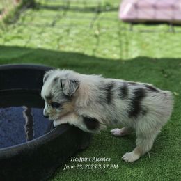 Talia - Blue merle female Miniature Australian Shepherd puppy in Snowflake, Arizona from Halfpint Aussies