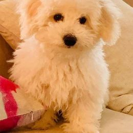 Bichon Frise Puppies from Savannah Bichons