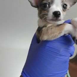 Chihuahua Puppies from Maldonado Pet Life Breeder LLC.