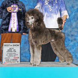 Storm - Poodle