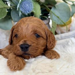 Haze - Red male Cockapoo puppy in Preston, Idaho from Rocking JH Pup Co