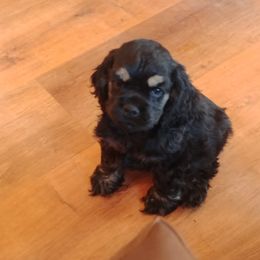 Cocker Spaniel and Doberman Pinscher Puppies from Tamra's