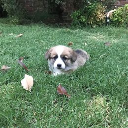 Golden Retriever and Pembroke Welsh Corgi Puppies from Shire Springs Kennels