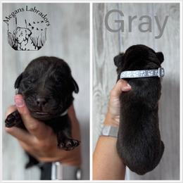 Gray - Chocolate male Labrador Retriever puppy in Ste. Genevieve, Missouri from Megans Labradors
