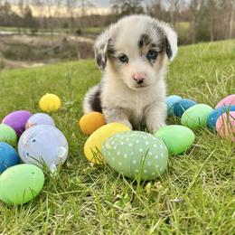 Owen - male Pembroke Welsh Corgi puppy in Olive Hill, Kentucky from Tompkins Farm
