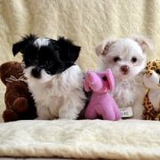 Mi-Ki Puppies from Orlando Mi-Kis