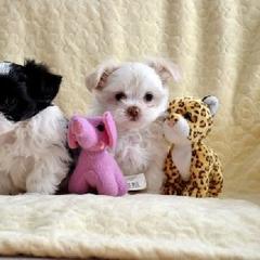 Mi-Ki Puppies from Orlando Mi-Kis